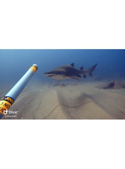 研究焦點(diǎn)：鯊魚生命保護(hù)組織在南非研究懷孕的虎鯊
